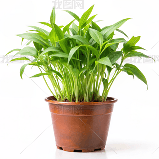 Ĳ˾GɫֲԺsL(fng)zӰD̘I(y)ز