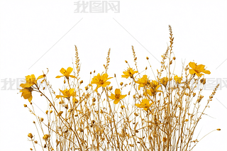 ݵ黨һ֦SҰݹɫDƬ