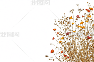 ݵ黨ҰݲݱֲɫDƬ