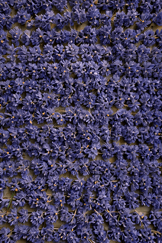 󱳾ʽĵɫ{(ln)ɫRِƬ