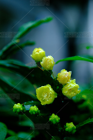 ԭDֱokΨ{(dio)Sɫƻ