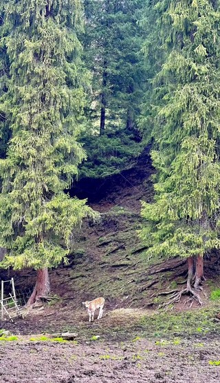 ȻL18