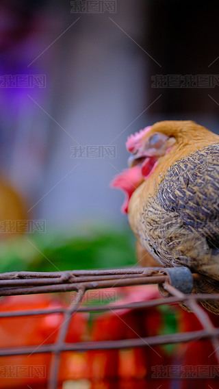 Јu\ĸu