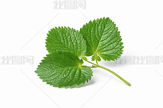 ݮ~ӹɫ޼·Gɫݮ~DƬ