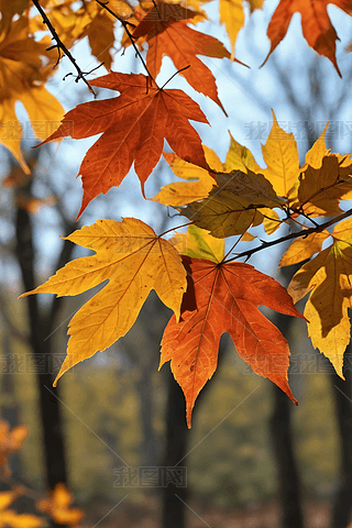 һØ~ӱSɫͼtɫ~ӈDƬ