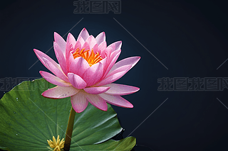 ۼtɫõ廨@(f)ɫۼtɫõxԾ۽D