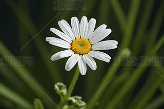 һֻɐ(i)rհɫrջ،(xi)R^D