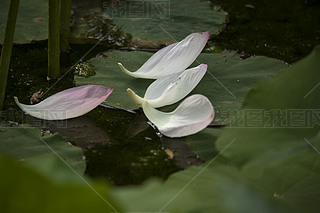 ں~ϵĺɻ
