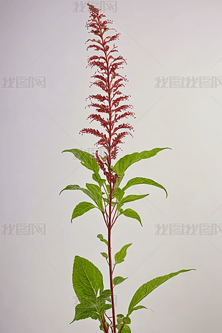 һNߴֲﻨƿ_tɫĻDƬ