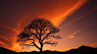 Ϧ(yng)µһØȻL(fng)L(fng)DƬ