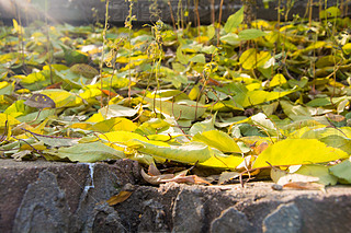 @ﾰ ̫ S~ ڼ  ~ ꖹ 