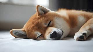 ̘IzӰﹷ˯XȮ