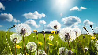 (chung)ݵ¶{촵ɢѹӢСNֲ