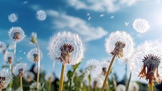 (chung)ݵ¶{촵ɢѹӢСNֲ