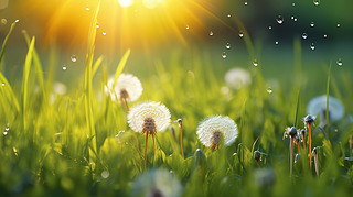 (chung)ݵ¶{촵ɢѹӢСNֲ