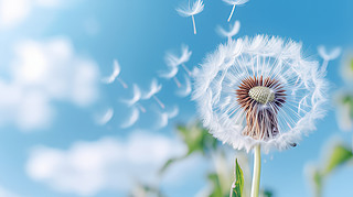 (chung)ݵ¶{촵ɢѹӢСNֲ