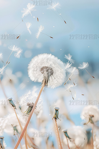 (chung)ݵ¶{촵ɢѹӢСNֲ