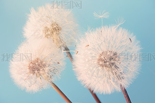 (chung)峿ɢѹӢСNֲ