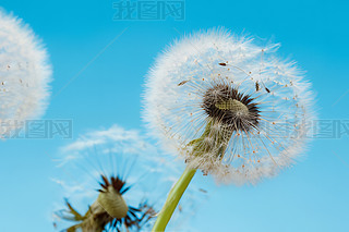 (chung)峿ɢѹӢСNֲ