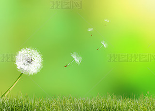 (chung)ݵ¶{촵ɢѹӢСNֲ