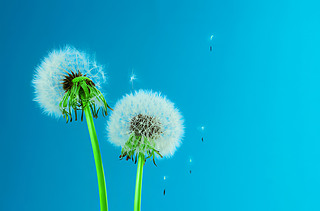 (chung)峿ɢѹӢСNֲ