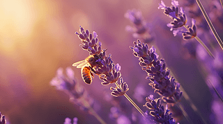 ̘I(y)zӰȻֲx޹²۷