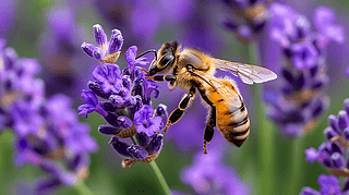 ̘I(y)zӰȻֲx޹²۷