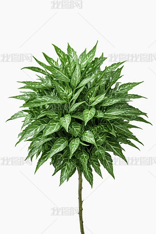 Gɫֲ،аɫc(din)DƬ