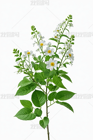 һNɫоGɫ~ӺͻֲDƬ