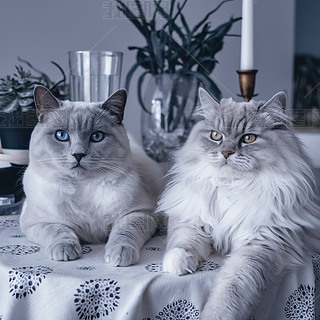 ֻɐ؈ſϸzӰD̘I(y)ز