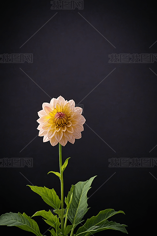 ŎXǿ¶IDƬ