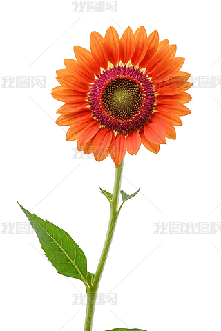 _(ki)ųɫSɫ،(xi)ɫΈDƬ