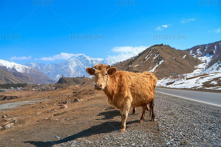 ţز