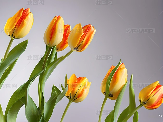 ֲ