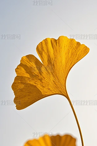 yӴ