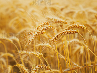 С䷴(du)ģɫI(lng)r(nng)I(y)