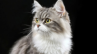 ɫһֻB(yng)Č؈ɐë׵