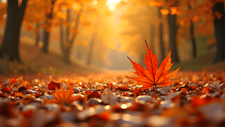 ＾S~ӈDƬ