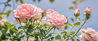 @ˇ^DƬ