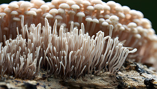 eC(f)sľzͨ^@΢R^չʾĢ1