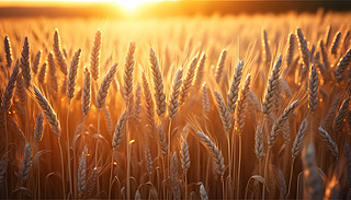 ɫȫ͵Ľc(din)ꖹĵ2