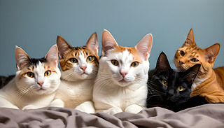 ?k)oĽSɫ؈?jin)澏ĵ{(ln)ɫґp@1