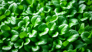 (dng)ľGɫ~،R^չF(xin)µ|(zh)2