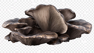 ⓸Ģ