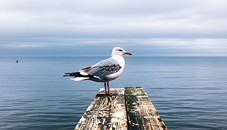 tڌoĭh(hun)Џһ(g)|(zh)L(fng)Ĵa^3