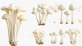 Ģ