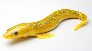ģ