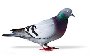 ɫµĹ2