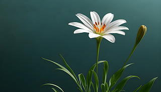 ڌođ⻨@Gչʾɫf۾2