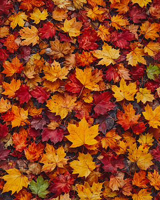 fʥ(ji)~ľAI宋ڼ屳(bo)DƬز